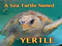 A_Sea_Turtle_Named_Yertle